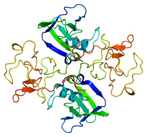 File:Protein HGF PDB 1bht.png - Wikimedia Commons