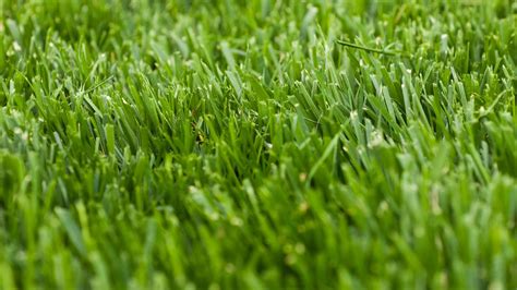 6 grass types every golfer should know, and how each affects your game