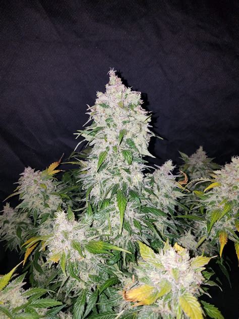 Stardawg Auto Cannabis Seeds – Buy Star Dawg Weed Strain | Fast Buds