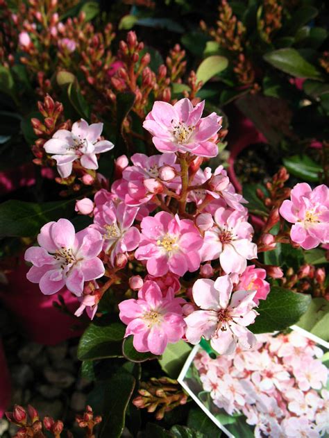 Rhaphiolepis 'Apple Blossom' Indian Hawthorn 8" Pot - Hello Hello Plants & Garden Supplies