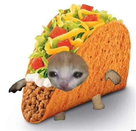 Taco Bell Michi Random Gato Aesthetic Foto de perfil Silly Cats, Crazy ...