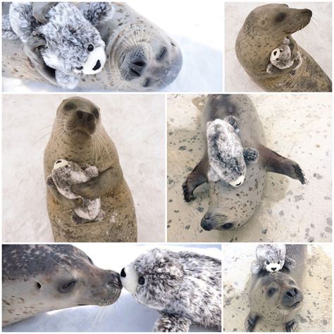 This earless seal was rescued and fell in love with a little friend : r/Damnthatsinteresting