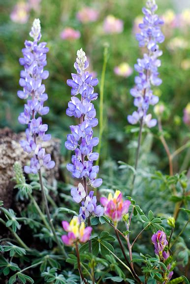 life through jen's lens » Blog Archive » yosemite wildflowers