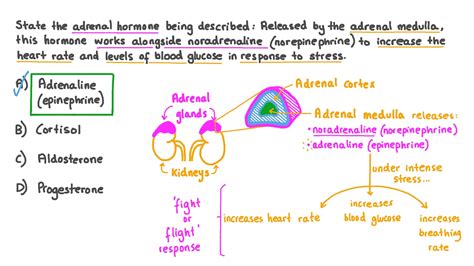 Question Video: Identifying the Action of Adrenaline in the Body | Nagwa