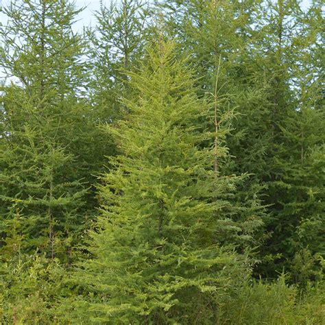 Tamarack Tree Identification