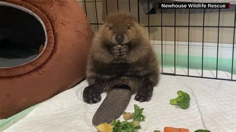 Baby beaver builds dam in doorway to keep out other beavers | kens5.com