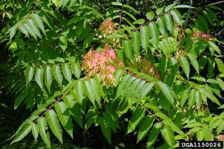 Tree-of-Heaven (Ailanthus altissima) | Connecticut Invasive Plant Working Group