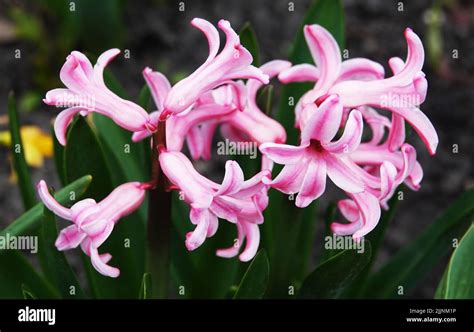 Wildflowers close-up in summer in Ukraine Stock Photo - Alamy