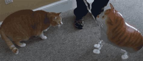 32 Funny GIFs of Mean Cats Being Jerks