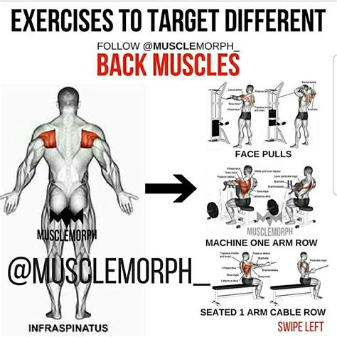 Resistance Training Exercises For Back Muscles at David Thompson blog