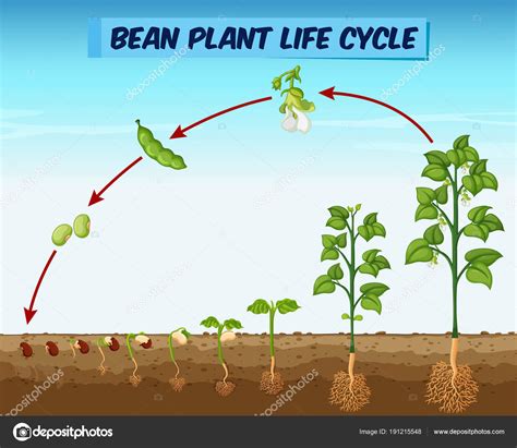 Bean Plant Growth Stages | Images and Photos finder