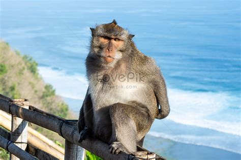 Monkeys Of Bali Picture And HD Photos | Free Download On Lovepik