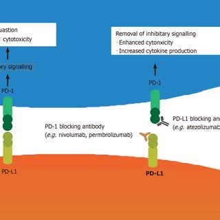 Mechanism of action of PD-1/PD-L1 immune checkpoint inhibitors. PD-1:... | Download Scientific ...