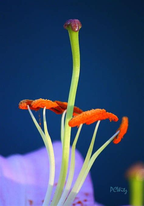 The surreal inner beauty of a lily's flower, stigma, pistil, carpel, style, anther, filament ...