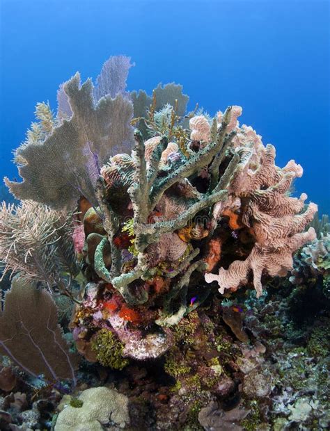 Coral Gardens stock photo. Image of america, sponge, reef - 18681682