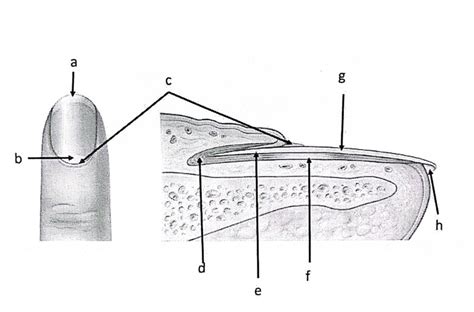 Nail Structure Diagram | Quizlet