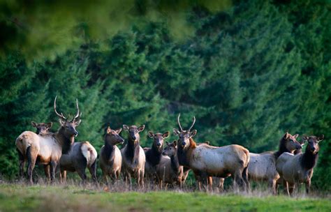 Robin Loznak Photography: Roosevelt elk in Oregon