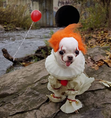 #photoshopbattles PsBattle: This dog dressed up as Pennywise | Scary dogs, Funny animals, Funny ...