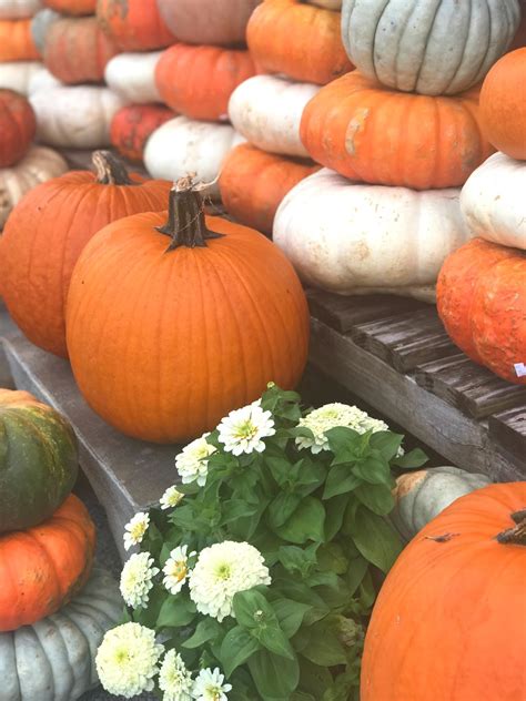 A Little Loveliness: Celebrating Autumn Pumpkins