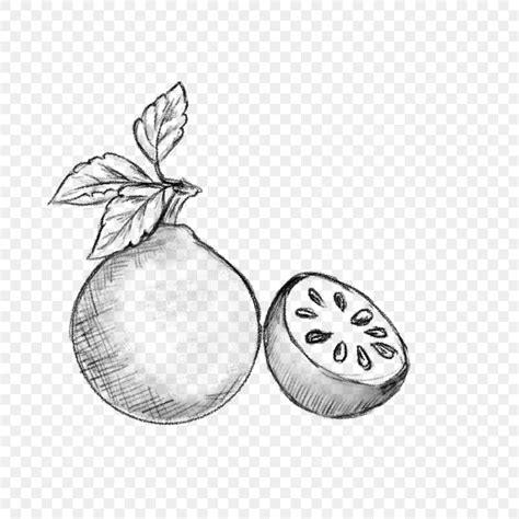 Bael Fruit PNG Image, Bael Fruit Hand Drawn Pencil Sketch Black And ...