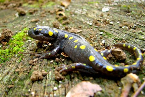 PA HERP IDENTIFICATION » Spotted Salamander