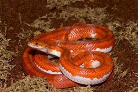 10 Beautiful Corn Snake Morphs - Reptile World Facts