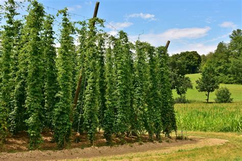 Brew Your Own Beer? Grow Your Own Hops