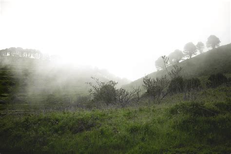 Foggy forest, trees and animals on Behance