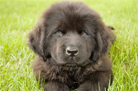 What is the size of a Newfoundland dog monthly?