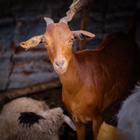 Brown Goat With Horn · Free Stock Photo