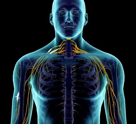 Nerve Root Impingement (Cervical Radiculopathy) - Request Physical Therapy