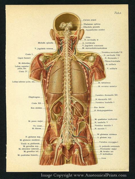 What Organs Are In The Human Back Human Body Organs Diagram From The ...