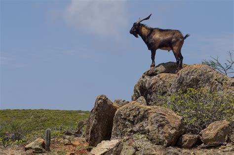 Wild Goat : Nature Closeups