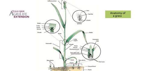 How Grasses Grow - A new website by Texas A&M AgriLife Extension ...