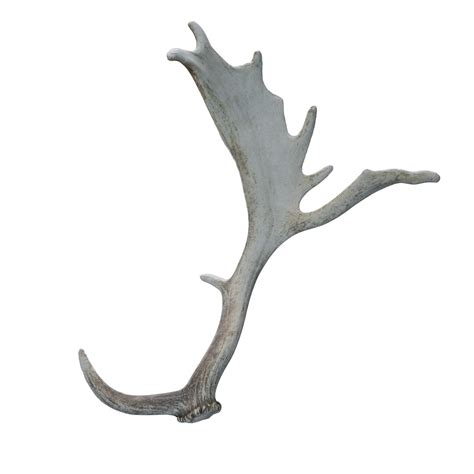 Fallow deer antlers 8 – BlenderBoom