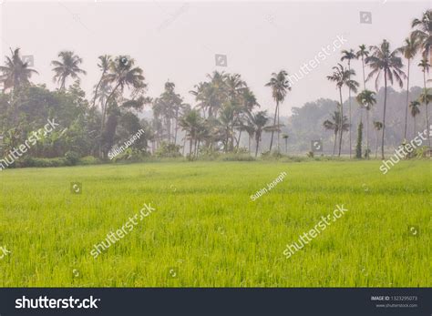 Paddy Field Kerala Stock Photo 1323295073 | Shutterstock