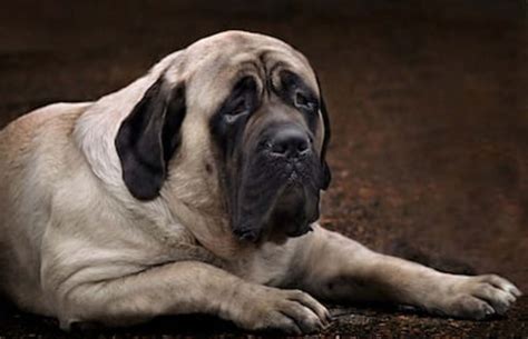 15 Biggest Dog Breeds in the World are Large - Parade Pets