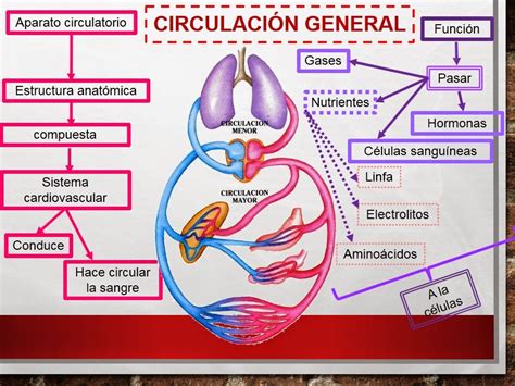 FISIOLOGÍA MÉDICA - MELISSA GUADALUPE ROMERO OJEDA: Circulación general