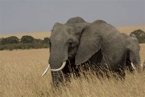 Elephants in masai mara - elephants of masai mara