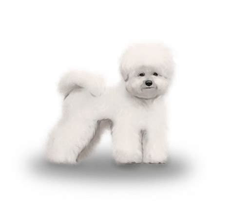 Bichon Frise | Sale | Darlington, Durham - Pure Bichon frise puppies 2 left