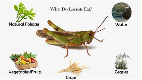 What Do Locusts Eat? - Feeding Nature