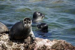 Freshwater Baikal Seal | Diet, Reproduction & Predators | Study.com