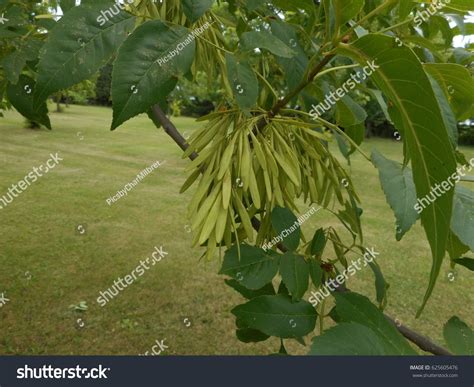 Ash Tree Seeds Stock Photo 625605476 | Shutterstock