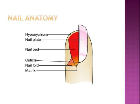 PPT - Nail Structure & Growth PowerPoint Presentation, free download ...