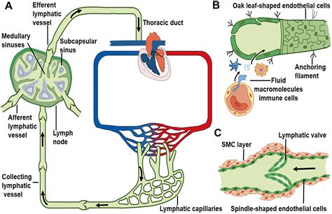 Pathophysiology of aged lymphatic vessels - Figure f1 | Aging