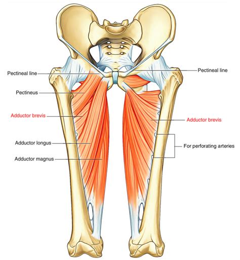 Adductor Brevis – Earth's Lab