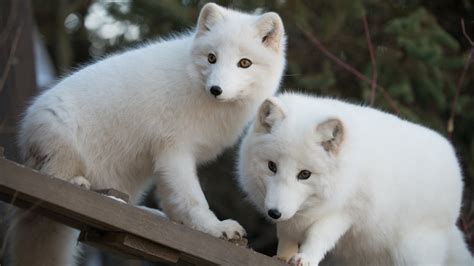 Columbus Zoo and Aquarium Pictures: View Photos & Images of Columbus ...