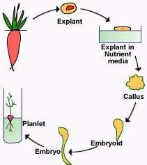 Types of plant tissue culture - Biology Ease