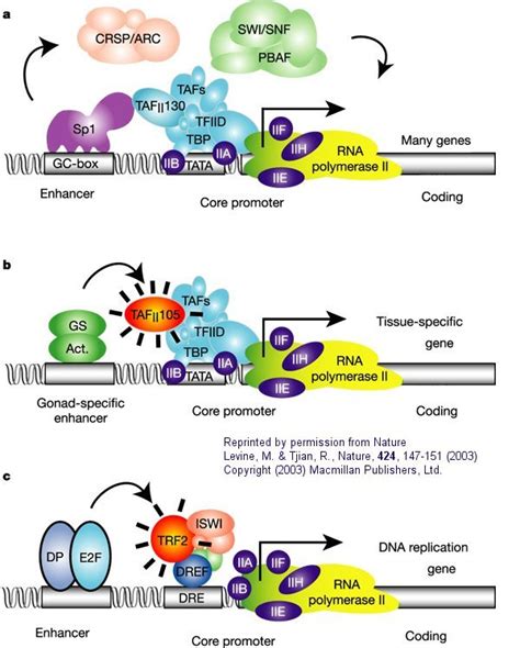 Images For > Transcription Initiation Eukaryotic