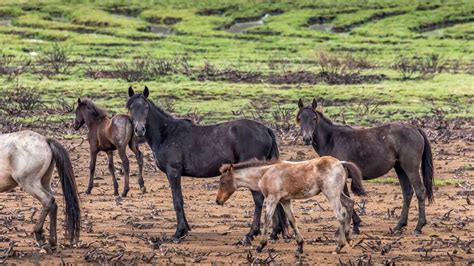 Explainer: Feral horses in Australia